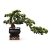 Artificial Bonsai In Black Pot With Real Tree Trunk 1 Artificial Bonsai In Black Pot With Real Tree Trunk -Household Items Shop 837982360 1 720x928