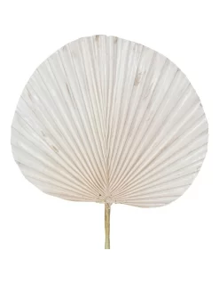 RB Deco Fan Palm -Household Items Shop 855340480 2 720x928