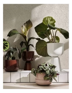 Iittala Nappula Plantpot 17cm Beige -Household Items Shop 861724090 4 720x928