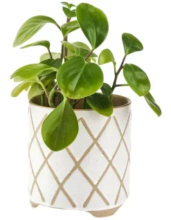 Linen House Estrada Planter Pot 12cm In White 6 Linen House Estrada Planter Pot 12cm In White -Household Items Shop 869258080 2 720x928