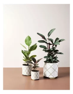 Linen House Estrada Planter Pot 12cm In White 7 Linen House Estrada Planter Pot 12cm In White -Household Items Shop 869258080 3 720x928