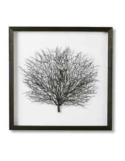 Black Sea Fan Shadow Box