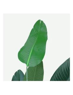 Bird Of Paradise Artificial Plant 160cm 11 Bird Of Paradise Artificial Plant 160cm -Household Items Shop 932278870 4 720x928