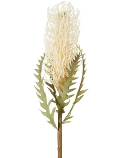 Dried Look Banksia Stem 75cm In Cream
