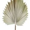 Preserved Palm Small Leaf In Cream -Household Items Shop 943235560 1 720x928