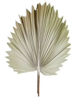 Preserved Palm Small Leaf In Cream