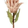 Dried Look Protea Stem 75cm In Blush -Household Items Shop 943239070 1 720x928