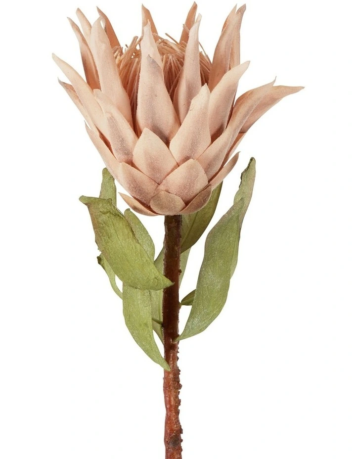 Dried Look Protea Stem 75cm In Blush 3 Dried Look Protea Stem 75cm In Blush