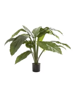 Spathiphyllum Potted 66cm