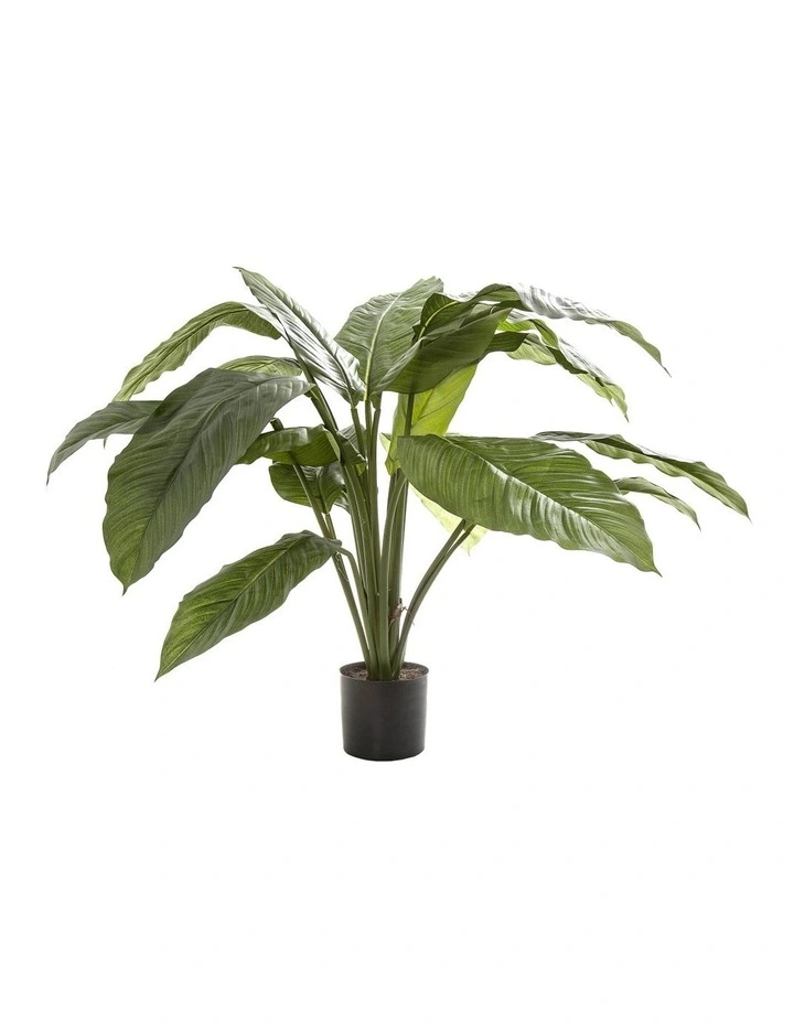 Spathiphyllum Potted 66cm 3 Spathiphyllum Potted 66cm