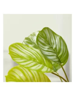 Artificial Taro Plant In Ceramic Pot 75cm In Green/White 9 Artificial Taro Plant In Ceramic Pot 75cm In Green/White -Household Items Shop 954993790 4 720x928