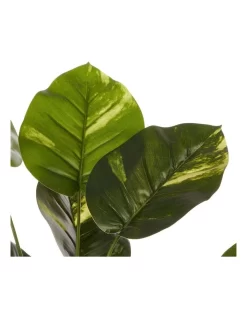 Artificial Golden Pothis Plant 55cm In Green 12 Artificial Golden Pothis Plant 55cm In Green -Household Items Shop 955005760 5 720x928
