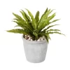 Boston Fern 26cm In Green -Household Items Shop 955011700 1 720x928