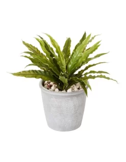 Boston Fern 26cm In Green