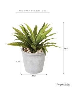 Boston Fern 26cm In Green -Household Items Shop 955011700 3 720x928