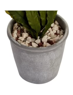 Boston Fern 26cm In Green -Household Items Shop 955011700 4 720x928