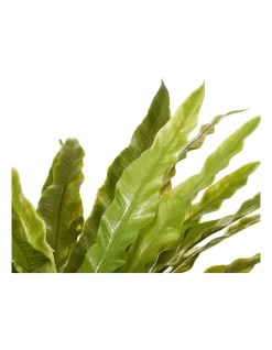 Boston Fern 26cm In Green -Household Items Shop 955011700 5 720x928